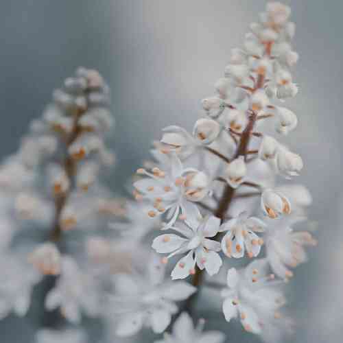 اصل رپ آشوب